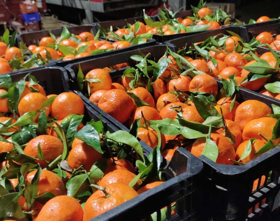 bruno-citrus-20