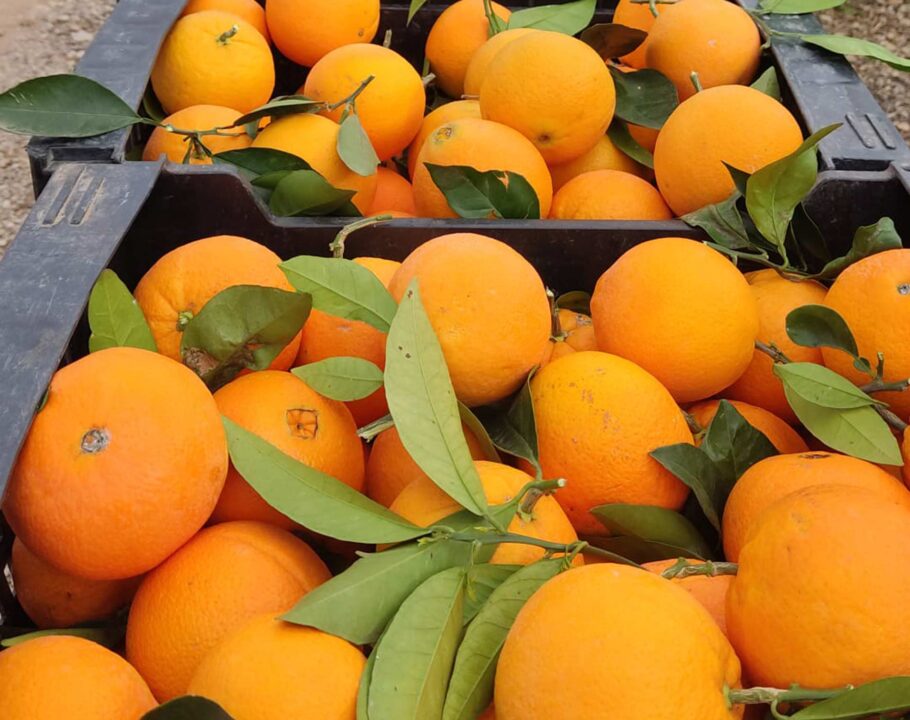 bruno-citrus-27