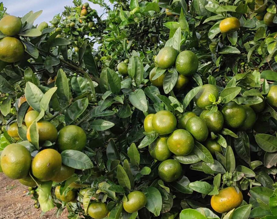 bruno-citrus-8